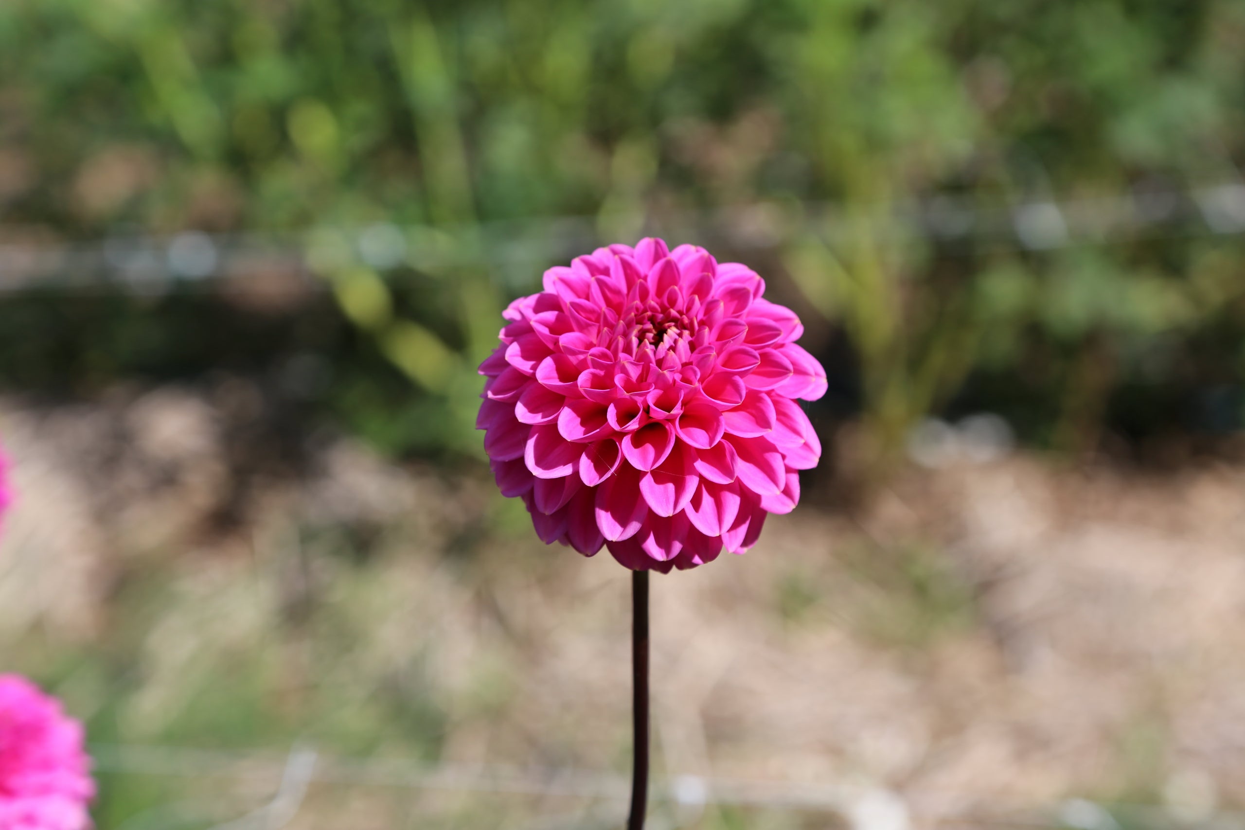 Jennys Treasure Cudgen Flower Farm