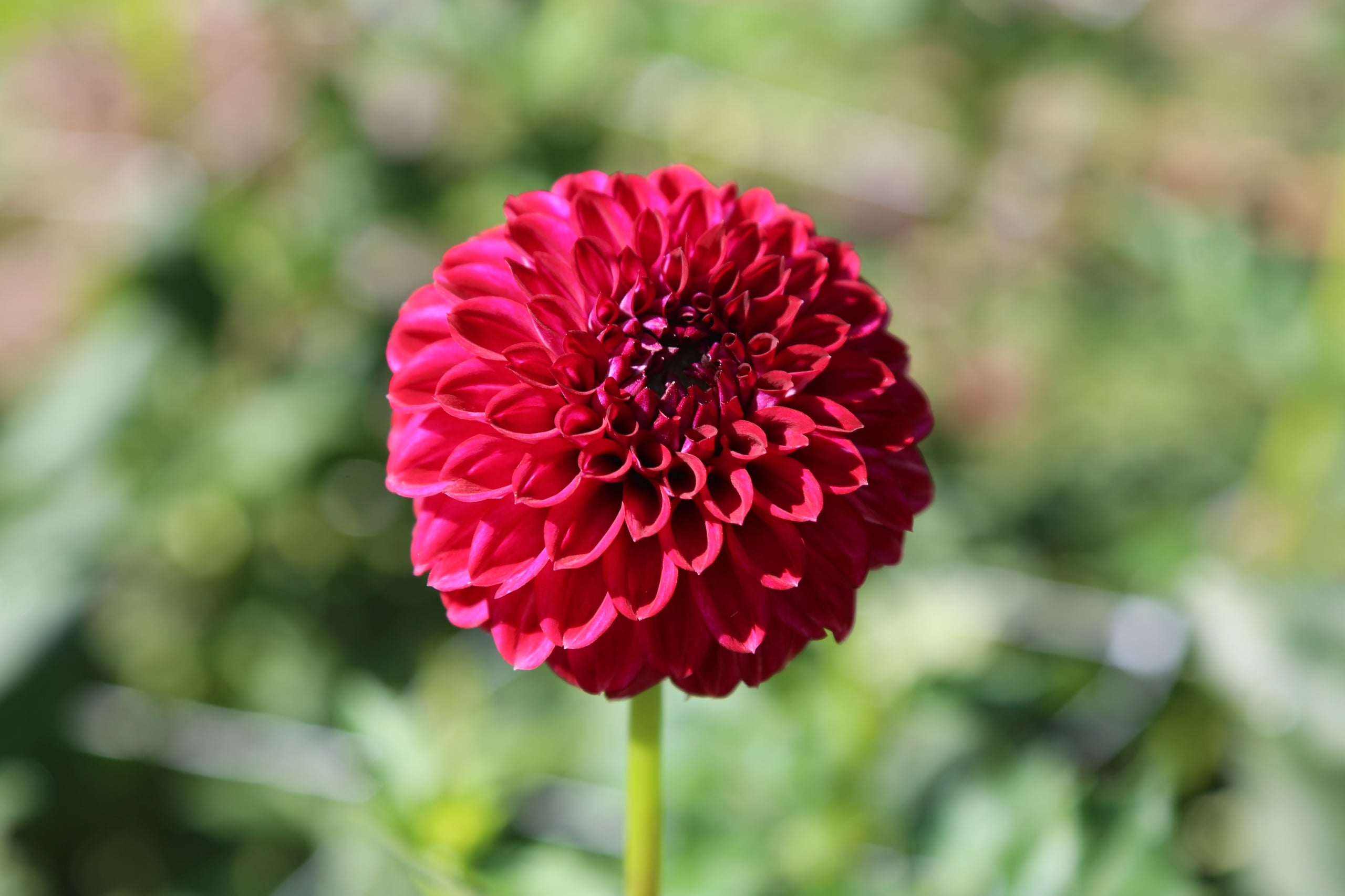 Formby debra cudgen flower farm