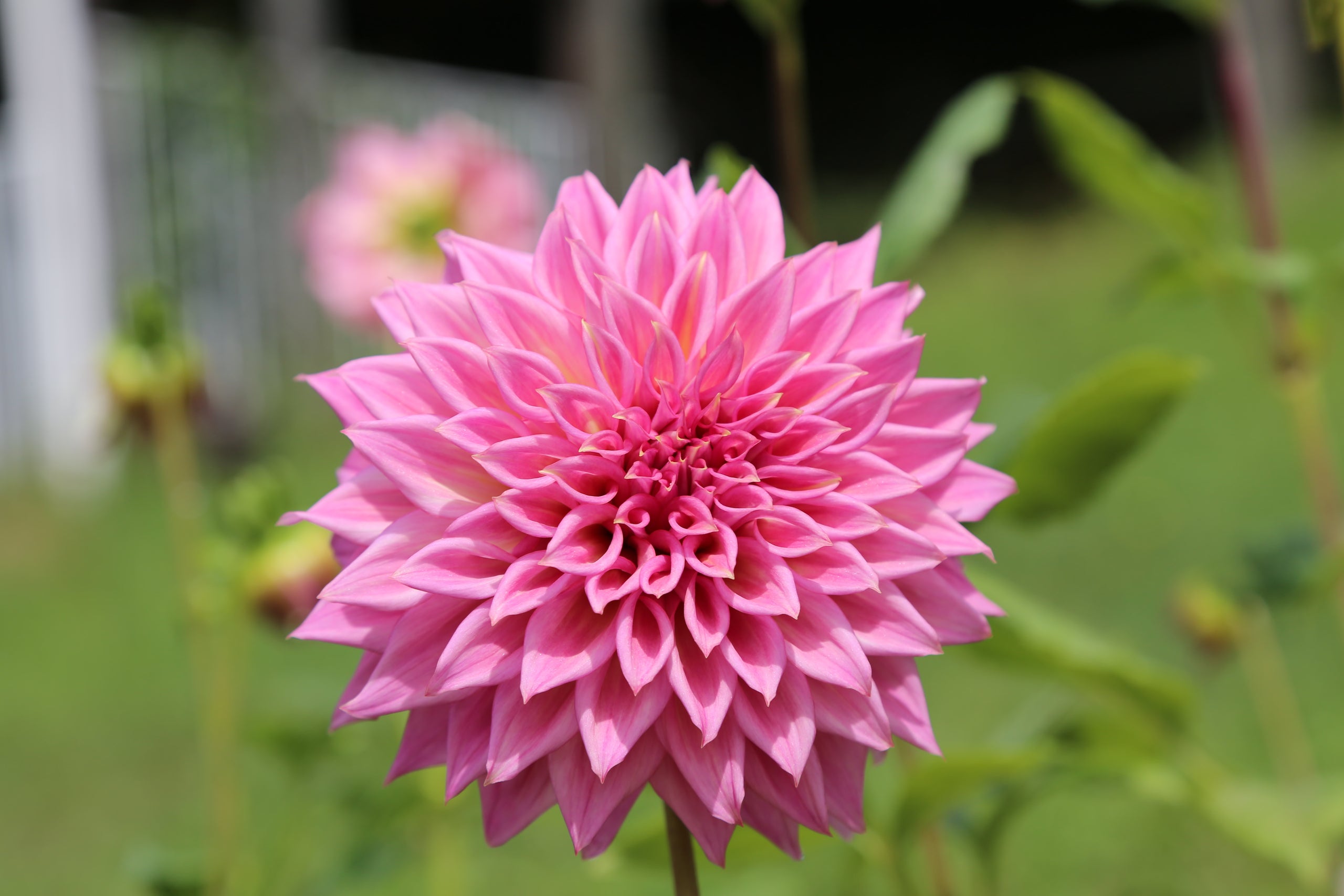 Glenmarc kim cudgen flower farm