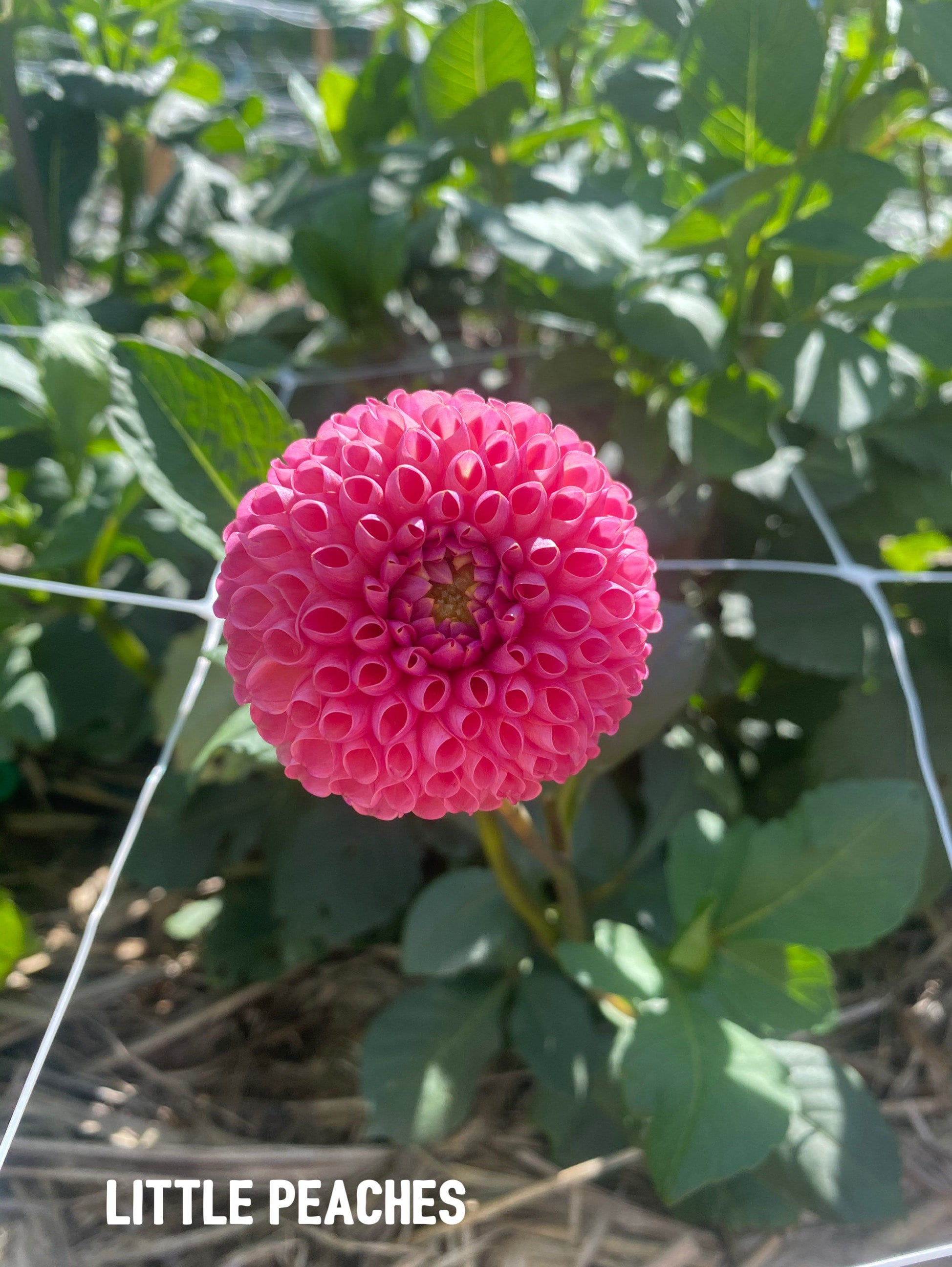 Little peaches cudgen flower farm